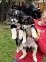 Pups 6 weeks