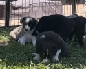 Pups 5 weeks