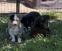 Pups 5 weeks